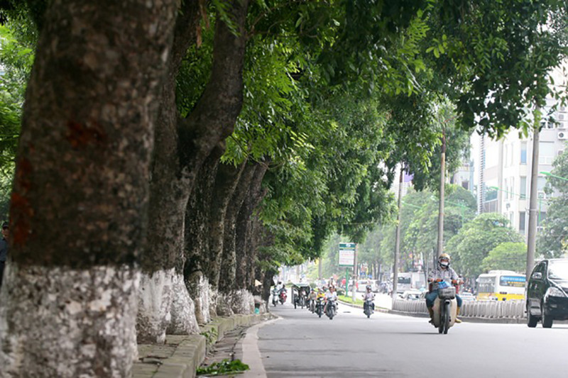 cây xà cừ được trồng dọc đường để tạo bóng mát